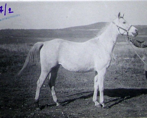 Zuchtstute Niezgoda 1932 ox (Vollblutaraber, 1932, von Fetysz 1924 ox)