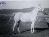 broodmare Niezgoda 1932 ox (Arabian thoroughbred, 1932, from Fetysz 1924 ox)