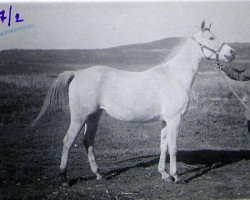 broodmare Niezgoda 1932 ox (Arabian thoroughbred, 1932, from Fetysz 1924 ox)