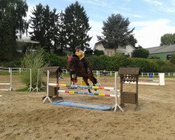 jumper Merano 178 (KWPN (Royal Dutch Sporthorse), 2002, from Montender)