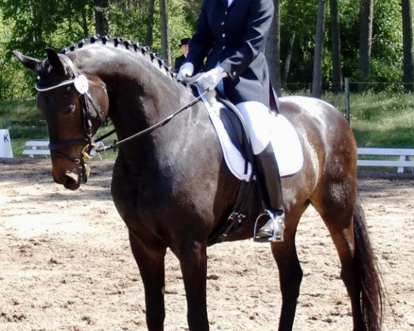 dressage horse Grandseigneuer (Hanoverian, 1999)