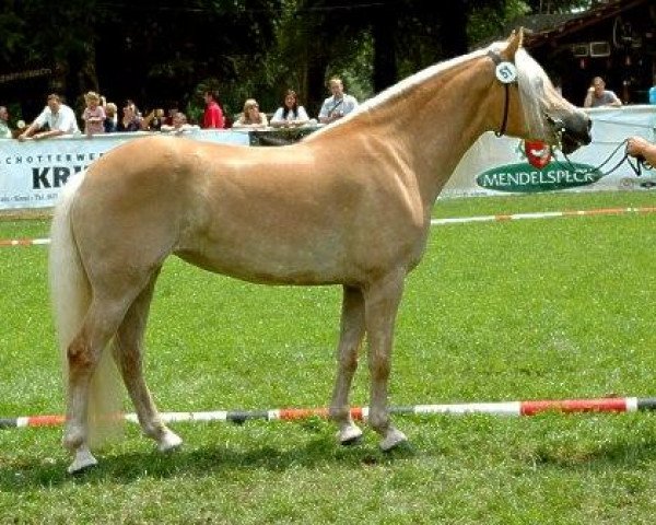 Zuchtstute Oliana (Haflinger, 2003, von Amadeus)