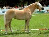 Zuchtstute Oliana (Haflinger, 2003, von Amadeus)