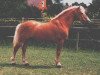 stallion Bergwind (Haflinger, 1987, from Baron)