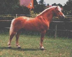 Deckhengst Bergwind (Haflinger, 1987, von Baron)