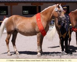 Zuchtstute 13612/T Rialta (Haflinger, 1985, von 1293 Stürmer)