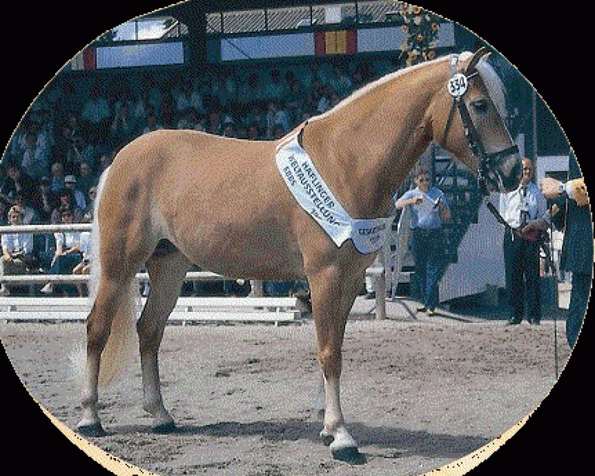 broodmare 14479/T Rimalda (Haflinger, 1989, from 1338 Afghan II)