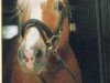 stallion 1295 Wildmoos (Haflinger, 1978, from 1051 Wotan)