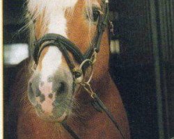 Deckhengst 1295 Wildmoos (Haflinger, 1978, von 1051 Wotan)