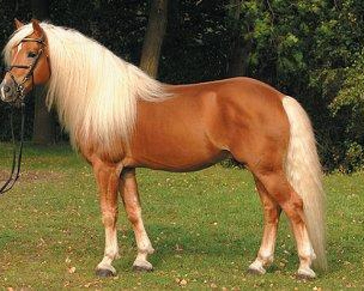Deckhengst Weltwind (Haflinger, 1999, von Winterstein)