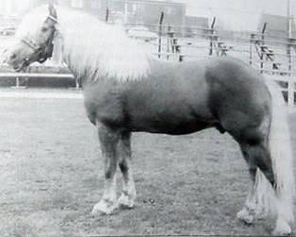 stallion Welkom (Haflinger, 1957, from 1851 Dorfer)