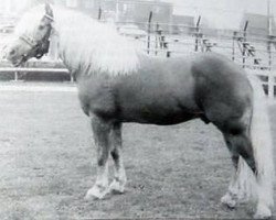 Deckhengst Welkom (Haflinger, 1957, von 1851 Dorfer)