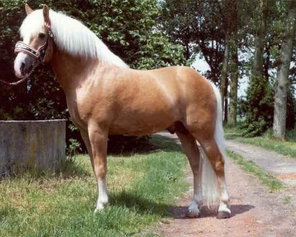 stallion Were-di van de Vrijthof (Haflinger, 1963, from Welkom)