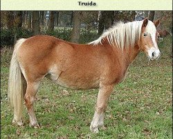 broodmare Truida (Haflinger, 1981, from Admiral)