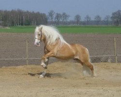 Deckhengst 1426 Star (Haflinger, 1983, von 1293 Stürmer)