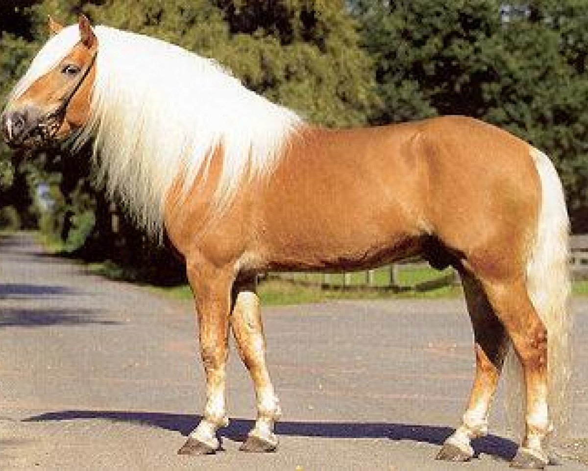 stallion Steintänzer (Haflinger, 2003, from Steinach)