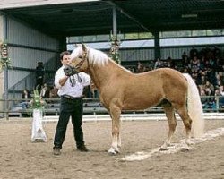 stallion Starkenbach (Haflinger, 1990, from Stuart)