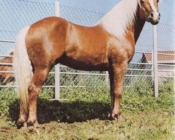 stallion 936 Wildschütz (Haflinger, 1966, from 649 Wilten)