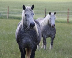 broodmare Erbprinzessin (Rhenish-German Cold-Blood, 2007, from Endo)