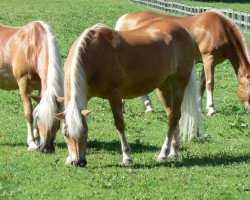 Zuchtstute 12396/T Rikka (Haflinger, 1979, von 1210 Astral)