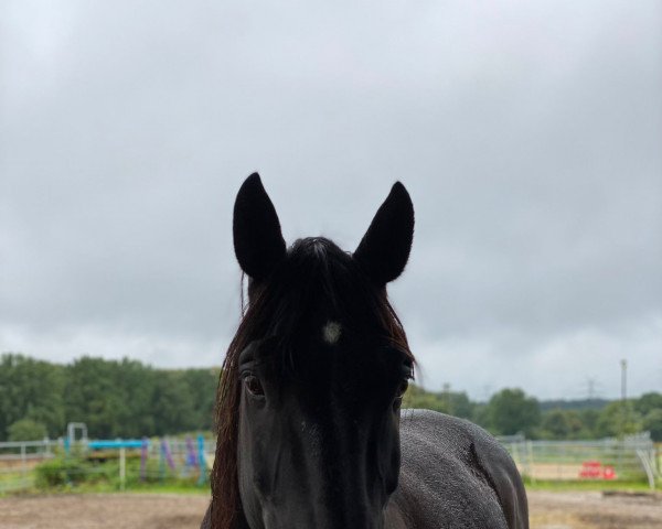 dressage horse Lets Dance Lucky (Trakehner, 2007, from Karolinger TSF)