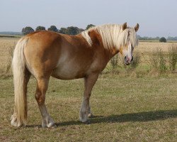 Zuchtstute Elbfürstin (Rheinisch-Deutsches Kaltblut, 2009, von Eros von Brück)