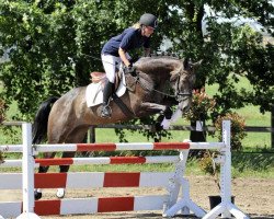 jumper Iskando (Hanoverian, 2009, from Iberio)