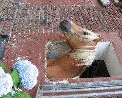 horse Nikosch (Haflinger, 2006, from Nordtirol)