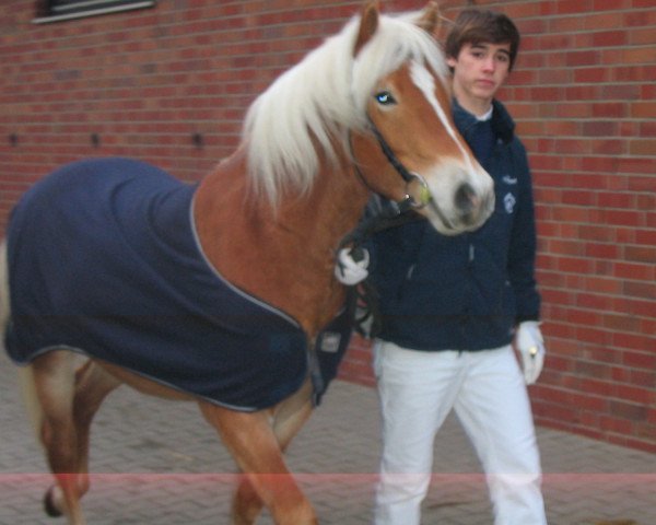 horse Nils (Westphalian, 2007, from Nokia)