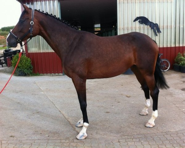 broodmare Lucky Lady 78 (Holsteiner, 2005, from Lordano)