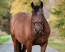 Springpferd MP Nordstern (Kleines deutsches Reitpferd, 2017, von MP Nina's Boy)