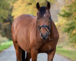 Springpferd MP Nordstern (Kleines deutsches Reitpferd, 2017, von MP Nina's Boy)