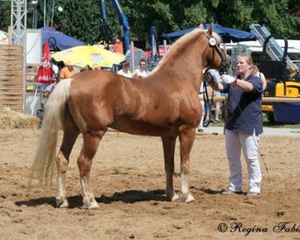 stallion 1397 Agra (Haflinger, 1982, from Atif)