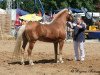 horse 1397 Agra (Haflinger, 1982, from 1208 Atif)