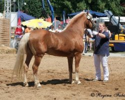 Deckhengst 1397 Agra (Haflinger, 1982, von Atif)