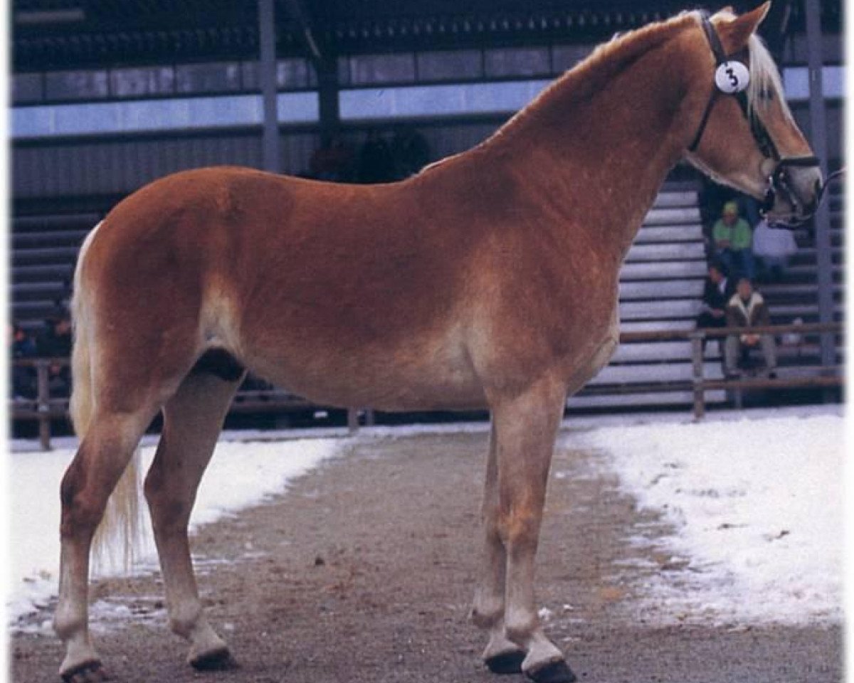 Deckhengst liz. 177/T Aberlord (Haflinger, 1993, von liz. 101/T Amadeus)