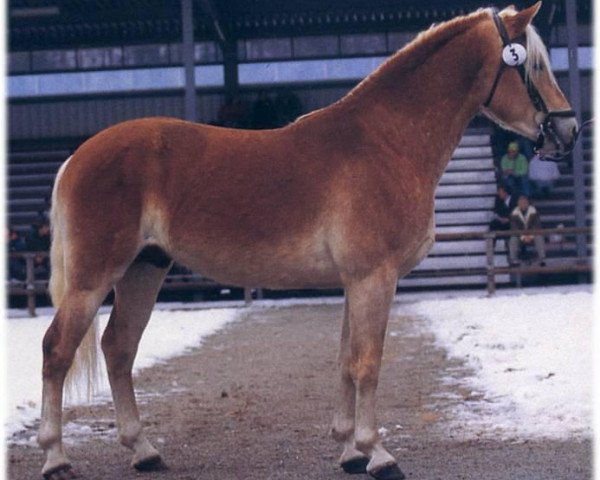 stallion liz. 177/T Aberlord (Haflinger, 1993, from liz. 101/T Amadeus)
