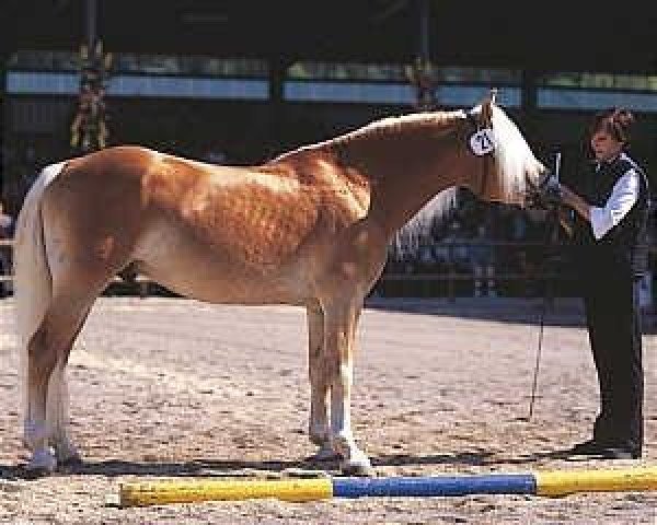 stallion Barkas (Haflinger, 1997, from liz. 173/T Barrique)