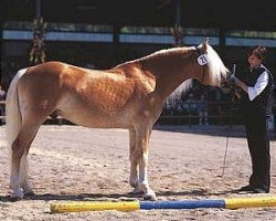 Deckhengst Barkas (Haflinger, 1997, von liz. 173/T Barrique)