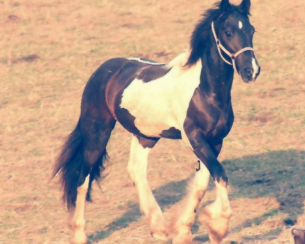 stallion Zazou 27 (Pinto, 2012, from Varney)