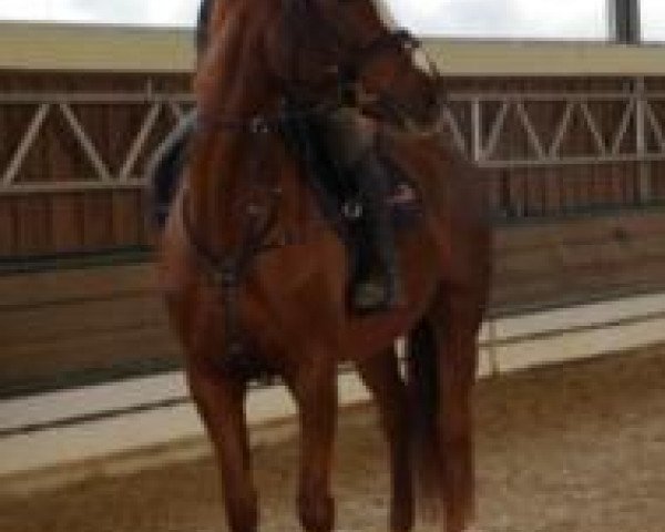 dressage horse Raya Royal JK (Westphalian, 2006, from Rubin Royal OLD)