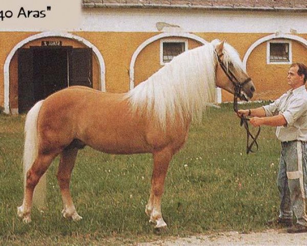stallion Aras (Haflinger, 1980, from Alpha)