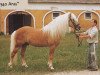 stallion Aras (Haflinger, 1980, from Alpha)