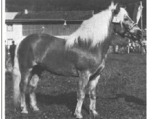 stallion 900 Alarich (Haflinger, 1965, from 631 Anker)