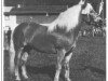 stallion 900 Alarich (Haflinger, 1965, from 631 Anker)
