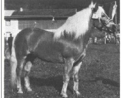 Deckhengst 900 Alarich (Haflinger, 1965, von 631 Anker)