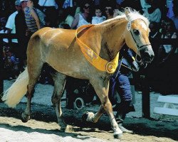 Zuchtstute 14483/T Dorlis (Haflinger, 1989, von 1343 Berthol)