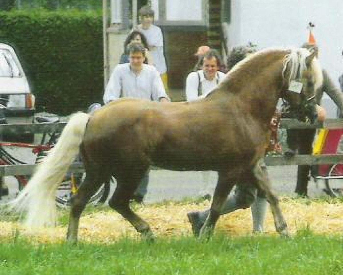 Deckhengst Nordwind (Haflinger, 1974, von Norden)