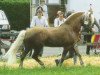 horse T Nordwind (Haflinger, 1974, from Norden)