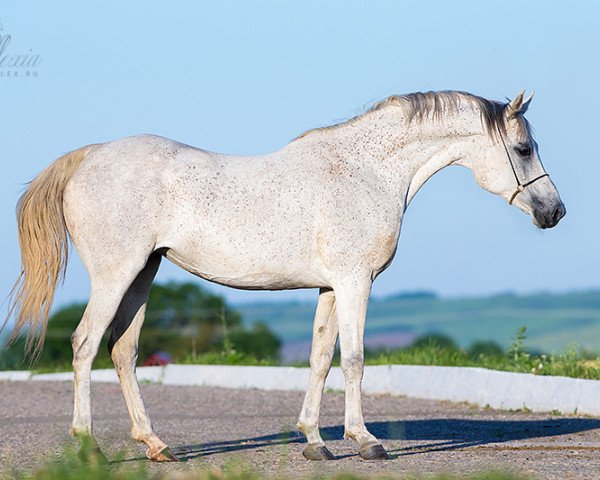 broodmare Kama 2004 ox (Arabian thoroughbred, 2004, from Anchar 1981 ox)